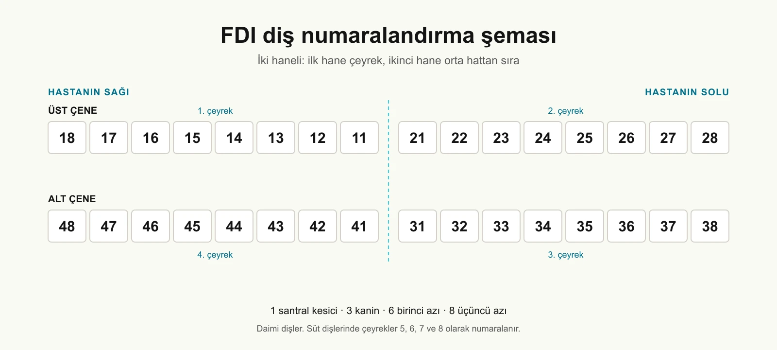 Diş Numaraları Şeması: Hangi Diş Kaç Numara?